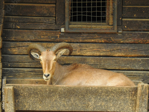Fototapeta Naklejka Na Ścianę i Meble -  Goat in a box