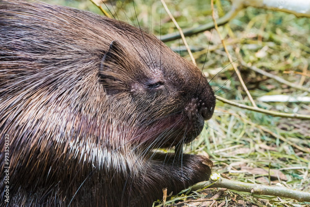 Eating white-tailed porcupine. Close-up of animal eating Eating white-tailed porcupine. Close-up of animal eating