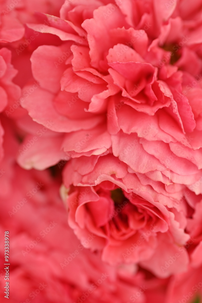 pink rose flower close up, pastel rose petal texture macro pink rose flower close up, pastel rose petal texture macro