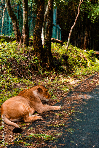 Exotic animals on display in the Bannerghatta zoo in Karnataka India
