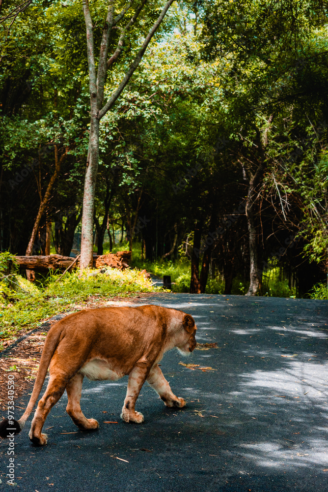 Naklejka premium Exotic animals on display in the Bannerghatta zoo in Karnataka India