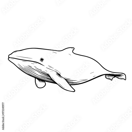 Whale Vector photo