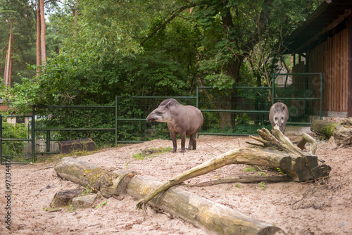 Tapir. Wild animal plain tapir , in zoo