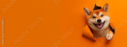A happy Shiba Inu dog looks through a hole in an orange background, sticking his paw out.