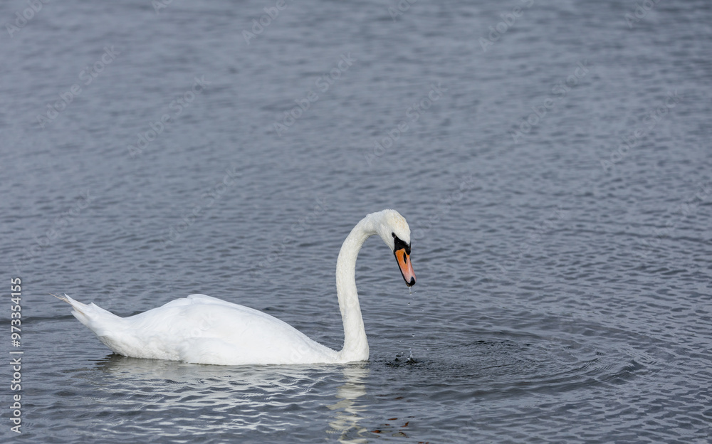 A mute swan making series of concentric circles on the surface of the water A mute swan making series of concentric circles on the surface of the water