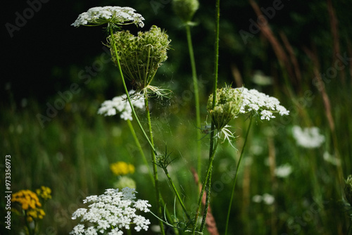 Close-up of Hemlock Flower Head, Conium Maculatum, Nature, Macro stock photo photo