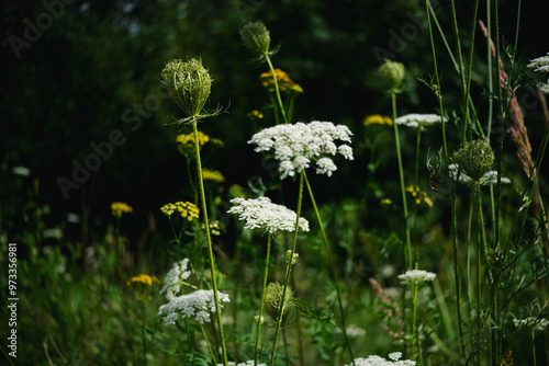 Close-up of Hemlock Flower Head, Conium Maculatum, Nature, Macro stock photo photo