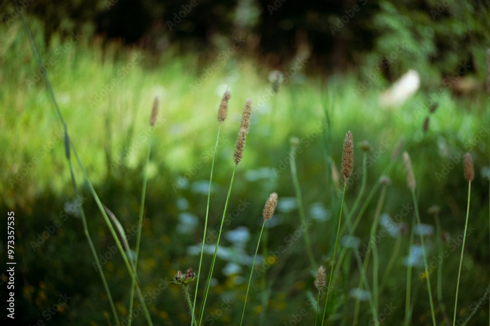 Flowering field grass in a green meadow, Alopecurus pratensis Flowering field grass in a green meadow, Alopecurus pratensis