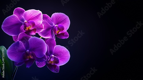 Close-up of purple orchids with yellow centers on a black background.