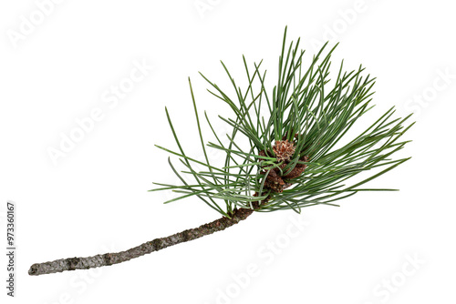 Cuadro en lienzo Tree branch with long pine needles isolated cutout on transparent