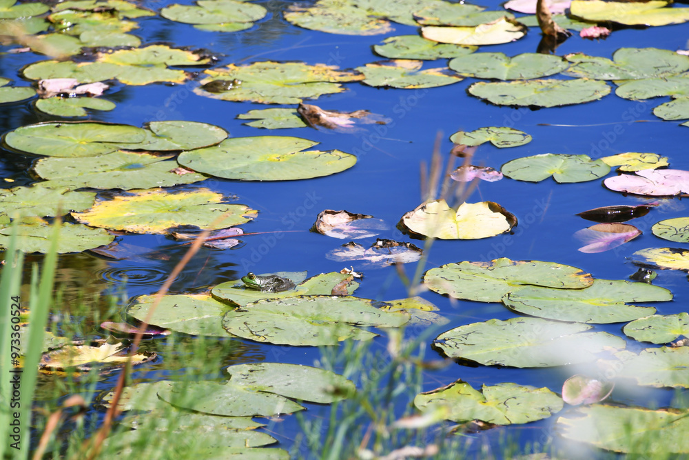 A green frog resting on a lily pad in a pond of lilypads A green frog resting on a lily pad in a pond of lilypads