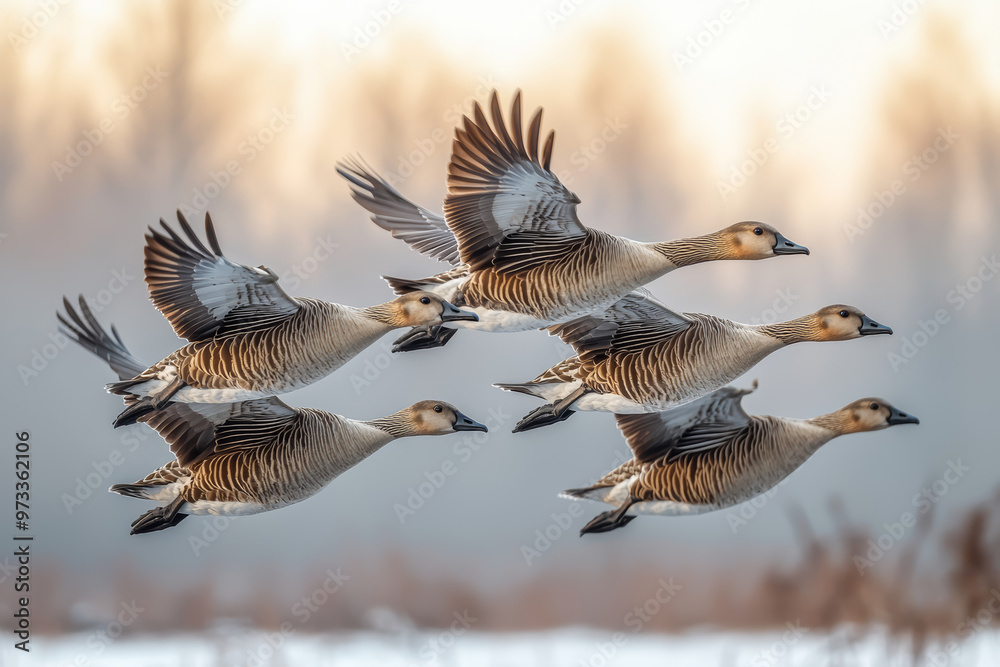 A flock of birds in flight, their synchronized movements forming shifting patterns. Concept of nature's harmony and dynamic energy. A flock of birds in flight, their synchronized movements forming shifting patterns. Concept of nature's harmony and dynamic energy.
