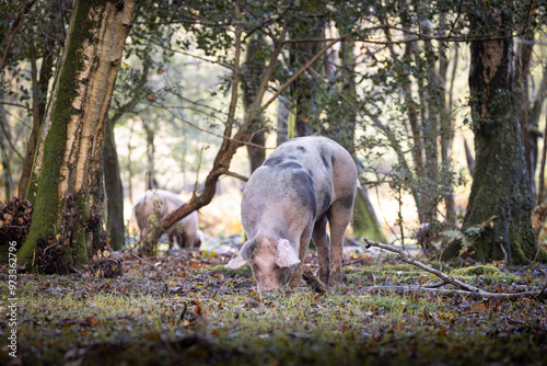 The pannage in the New Forest, Pigs foraging for acorns on the ground photo