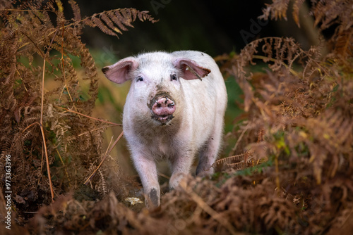 The pannage in the New Forest, Pigs foraging for acorns on the ground