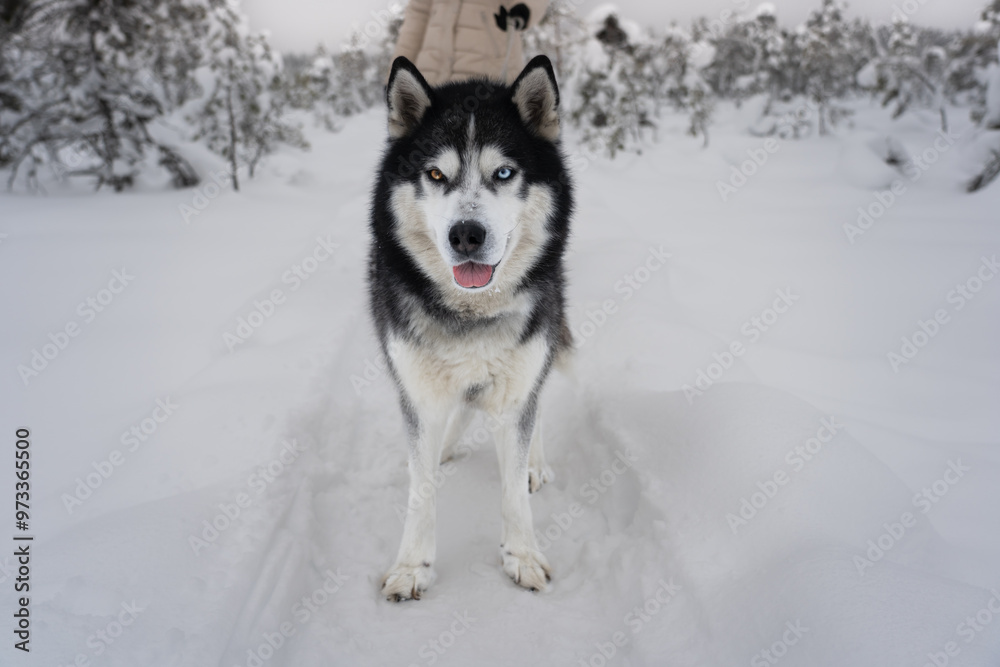 A husky dog on a leash walks with its owner in winter in nature. A husky dog on a leash walks with its owner in winter in nature.