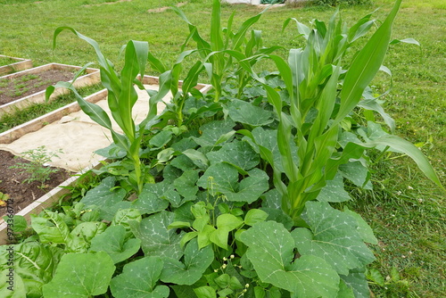 Pre-Columbian Farming Techniques: Companion Planting in a Garden photo