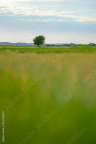 Lonely tree on an open field in evening light.