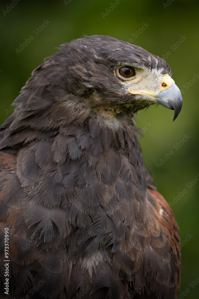 Fototapeta premium Head shot portrait of a Harris's Hawk (Parabuteo unicinctus) Close up with a depth of field background.