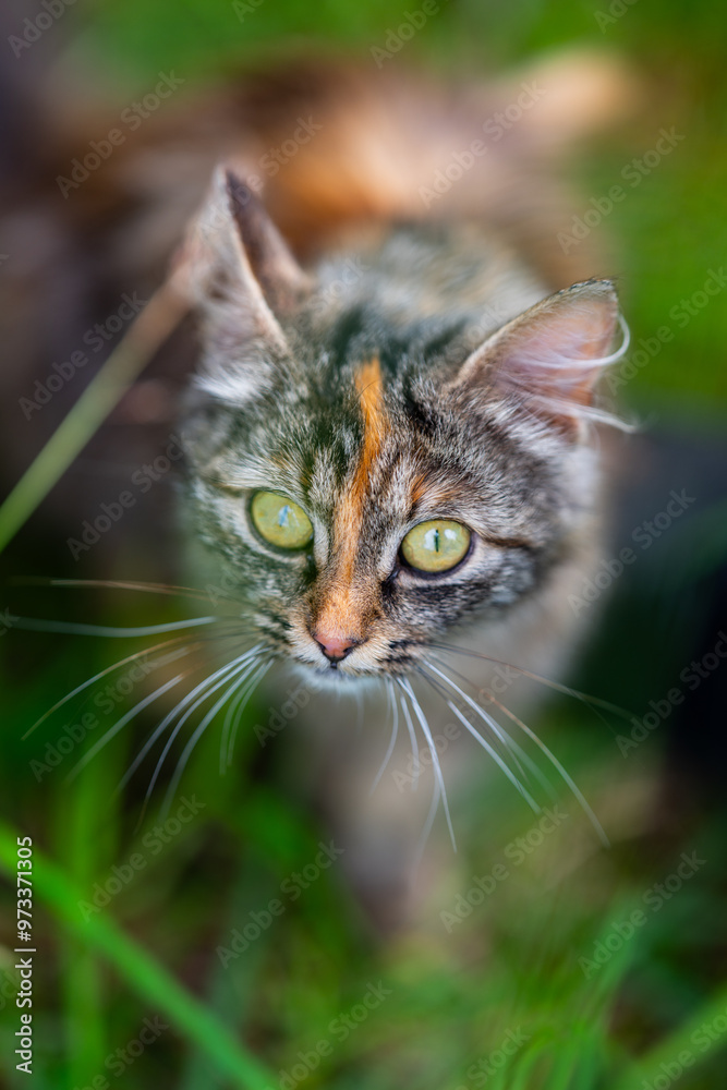 Cute fluffy Norwegian forest cat. Cute fluffy Norwegian forest cat.