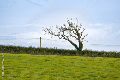 Cuadro en lienzo Dead tree covered in ivy in field hedge bent to left by prevailing wind directio