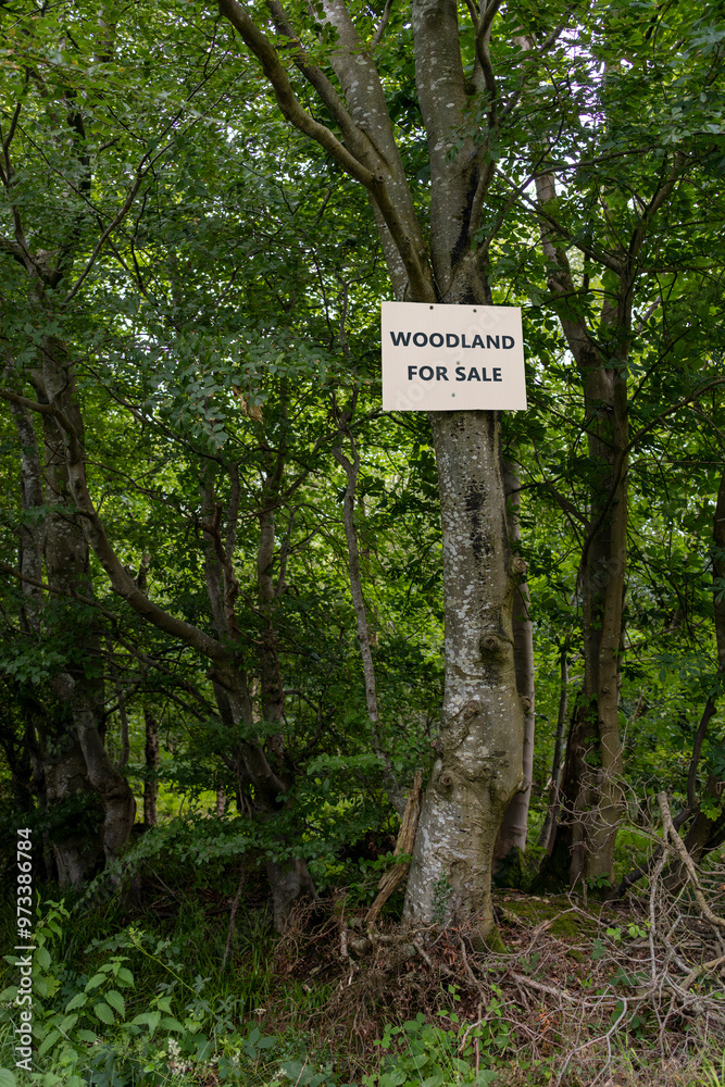 Woodland for sale sign on mature tree at side of wood or forest Woodland for sale sign on mature tree at side of wood or forest