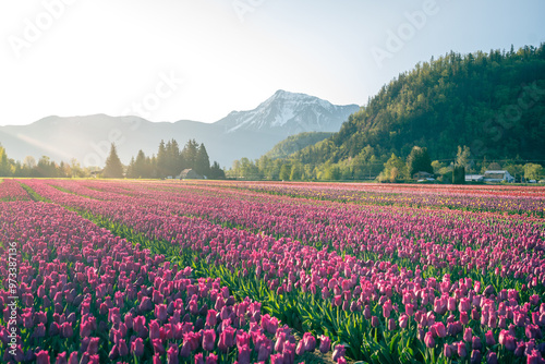 Photography Beautiful Tulip fields in the morning.