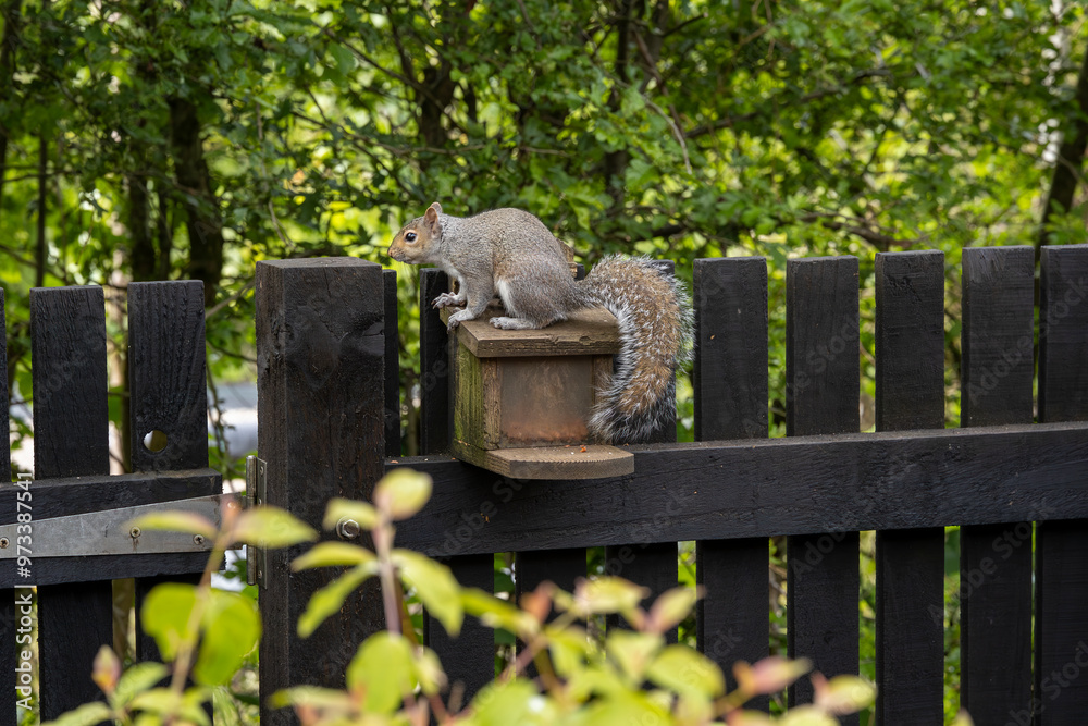 Gray (grey) squirrel with bushy tail on wooden peanut feeder mounted on wooden garden fence beside woodland trees and bushes Gray (grey) squirrel with bushy tail on wooden peanut feeder mounted on wooden garden fence beside woodland trees and bushes