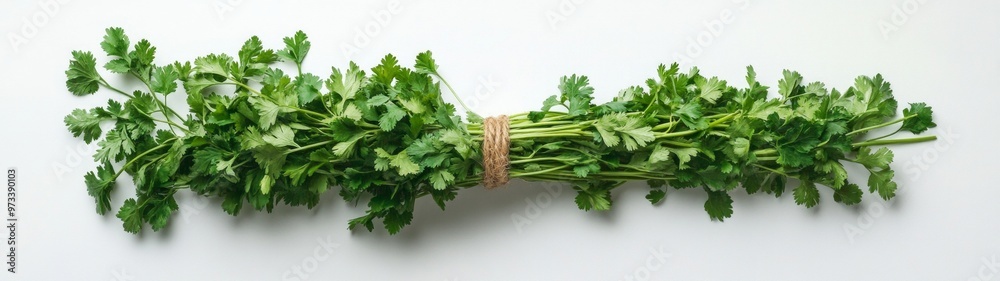 Herbs Bound Together, a vibrant display of fresh parsley and cilantro intertwined against a clean white backdrop, emphasizing their lush green textures and aromatic qualities. Herbs Bound Together, a vibrant display of fresh parsley and cilantro intertwined against a clean white backdrop, emphasizing their lush green textures and aromatic qualities.
