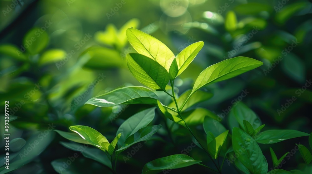 Fototapeta premium Small green foliage gleaming on a budding plant