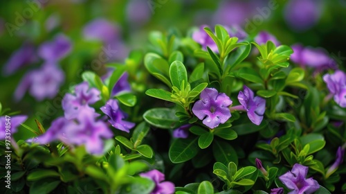 Small purple flowers on evergreen shrub ideal for backdrop