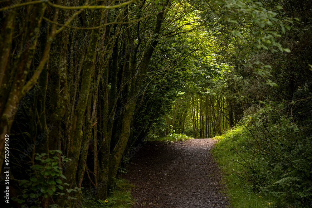 Concept of life journey leading to enlightenment and wisdom: Gravel path in woodland hike leading to area in sun light Concept of life journey leading to enlightenment and wisdom: Gravel path in woodland hike leading to area in sun light