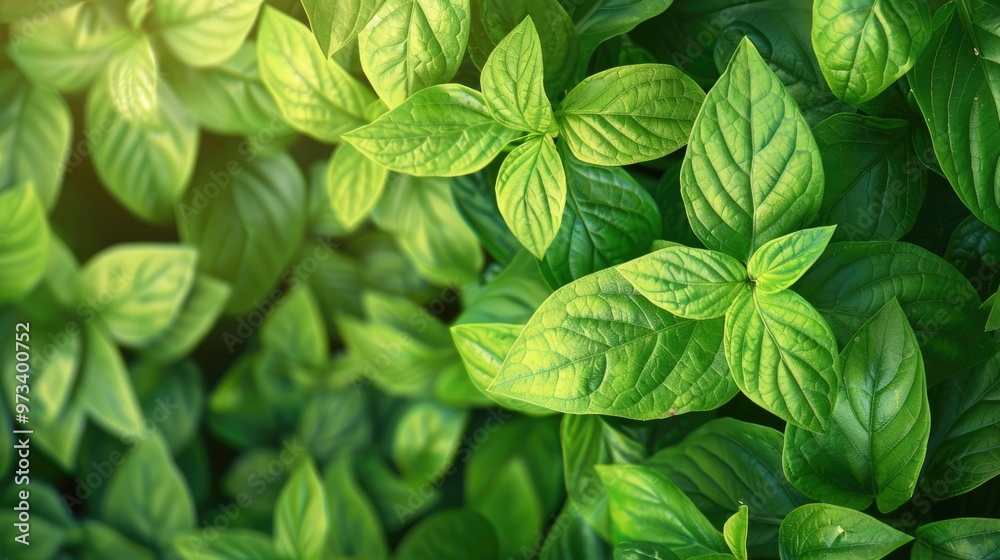Summer green leaf background