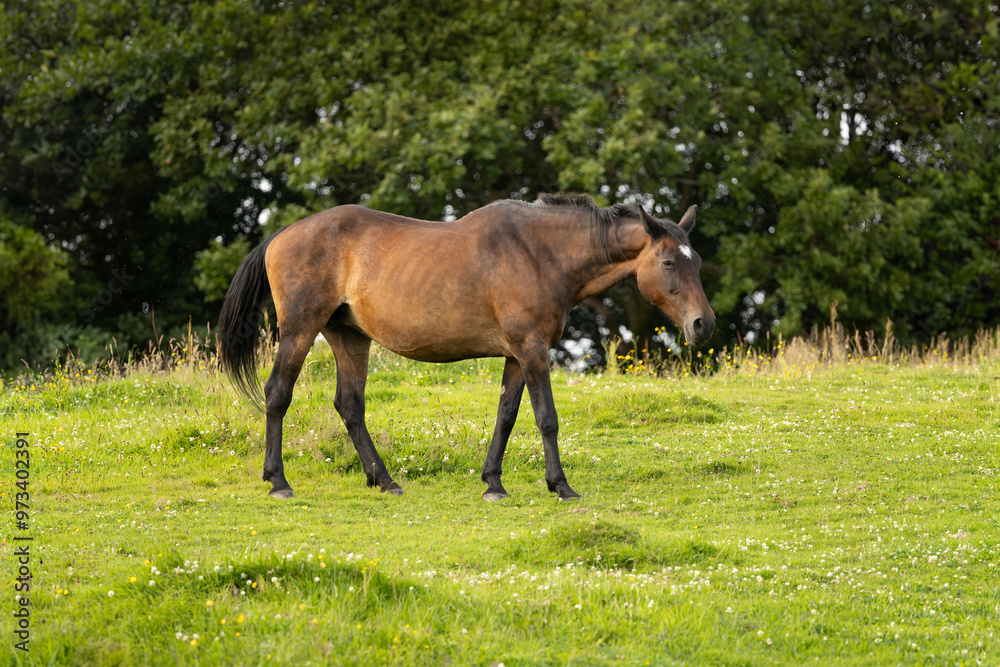 Chestnut horse in grass field with clover and tree line in background Chestnut horse in grass field with clover and tree line in background