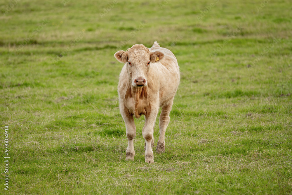 Tan coloured bullock steer in grass field facing viewer Tan coloured bullock steer in grass field facing viewer