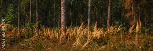 September pine forest with tree trunks in the foreground overgrown with tall grass with dry orange-yellow ears. colorful colors of early autumn. widescreen panoramic side view format 15:5