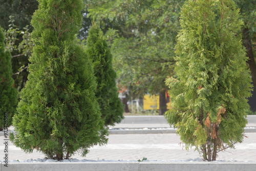 Two tall green thujas in the park, street trees on both sides of concrete roads