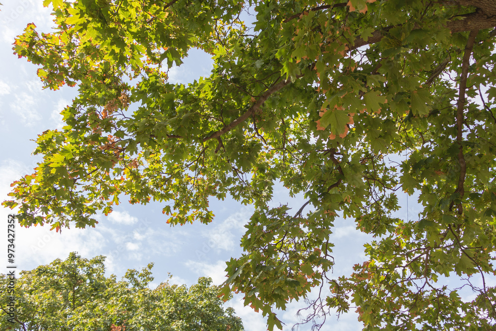 A maple tree canopy with green leaves, on a summer day with a blue sky, wide-angle view A maple tree canopy with green leaves, on a summer day with a blue sky, wide-angle view