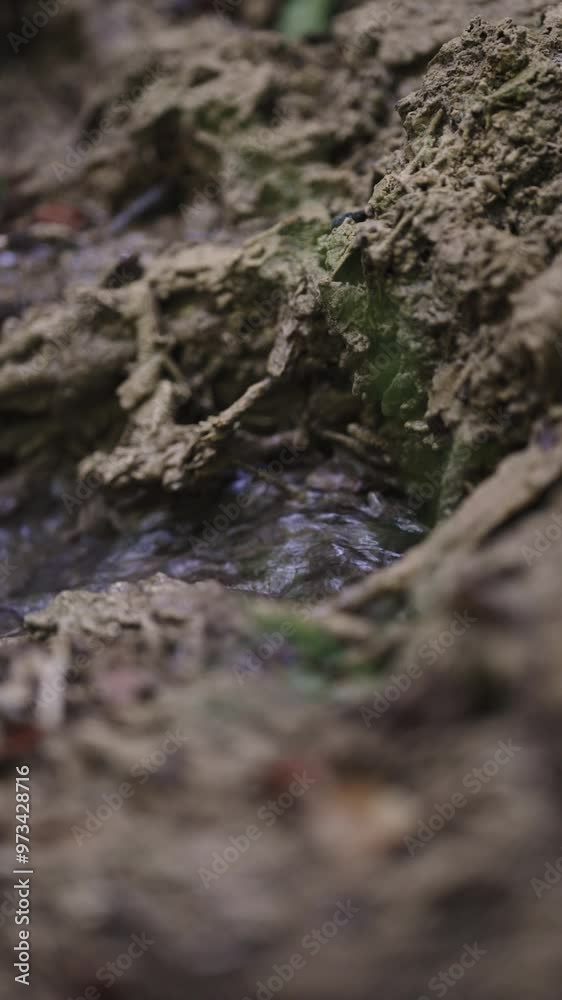 A small mountain stream. Wet soil in the macro.
