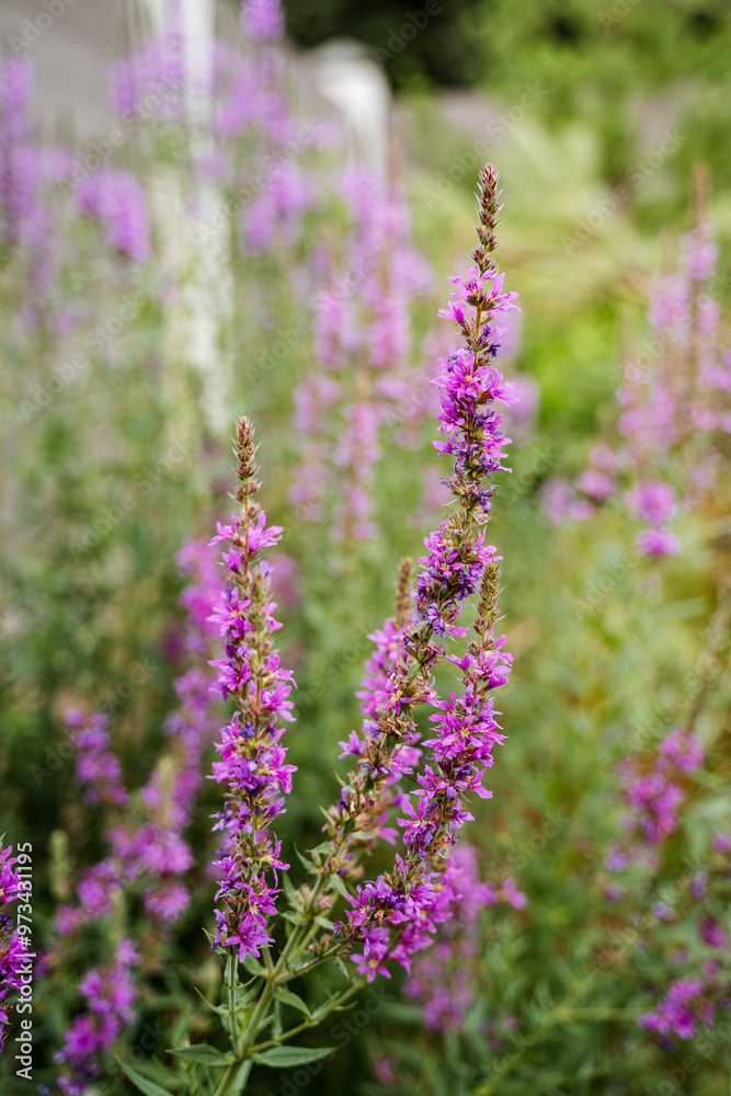 Naklejka premium A vibrant bunch of vivid purple flowers is flourishing beautifully in a wellmaintained garden, showcasing their stunning colors and delightful presence among the other greenery