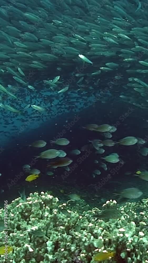 A school of fish swimming in the ocean. The fish are mostly green and yellow. The water is clear and blue A school of fish swimming in the ocean. The fish are mostly green and yellow. The water is clear and blue