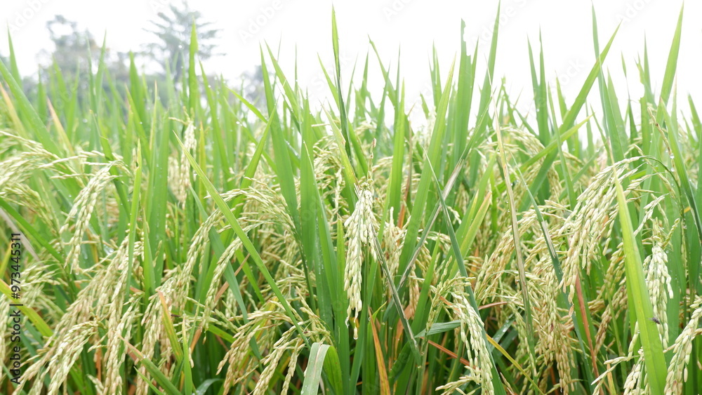 Ripening Rice in the Fields: A Beautiful Harvest Scene in Indonesia Ripening Rice in the Fields: A Beautiful Harvest Scene in Indonesia