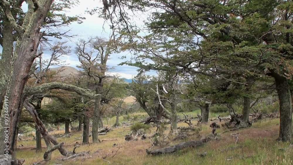 This tranquil forest in Los Alerces National Park showcases the unique flora of Northern Patagonia, with ancient trees and a lush, vibrant landscape that invites nature lovers to explore its beauty. This tranquil forest in Los Alerces National Park showcases the unique flora of Northern Patagonia, with ancient trees and a lush, vibrant landscape that invites nature lovers to explore its beauty.