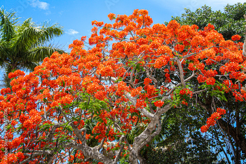 Beautiful Flame of The Forest tree on Captiva Island.