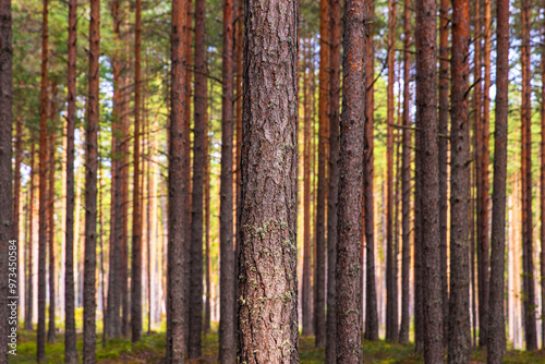 A peaceful pine forest with tall, straight tree trunks, perfect for nature lovers and forest photography. Pinus woodland. Southern Finland, Kymenlaakso, Hamina. Selective focus
