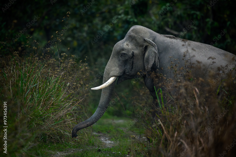 Obraz premium Moody image of a mature tusker Indian elephant in musth crossing an unused safari track during late evening hours at Manas National Park, Assam, India