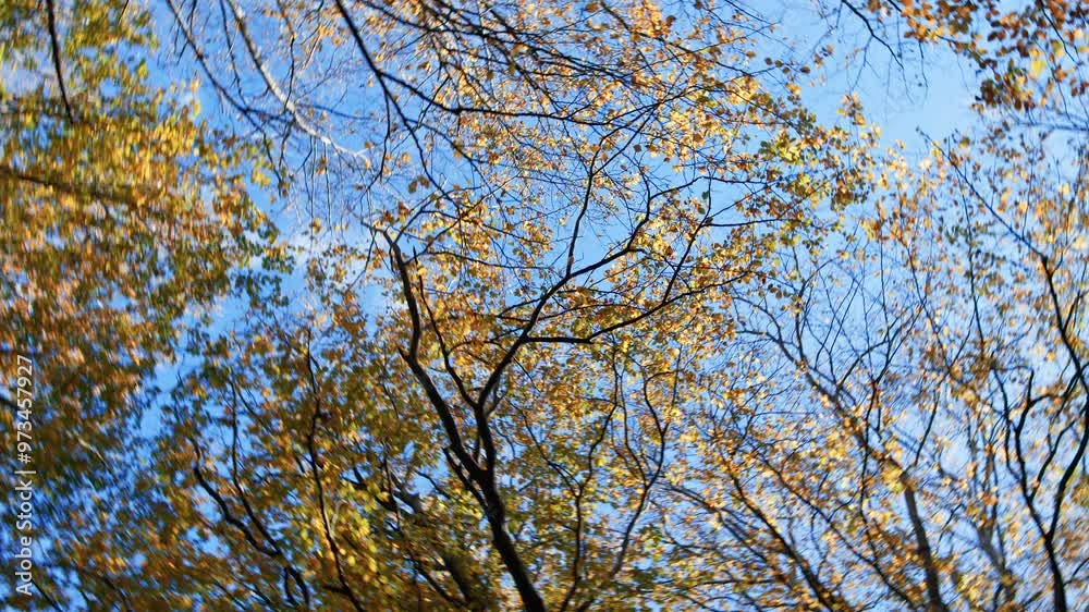 Looking Among The Branches Of Italian Trees In Autumn Looking Among The Branches Of Italian Trees In Autumn