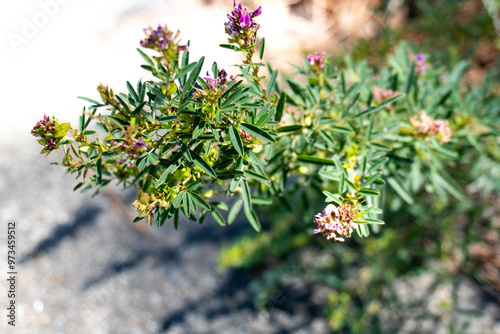 Flora Pink