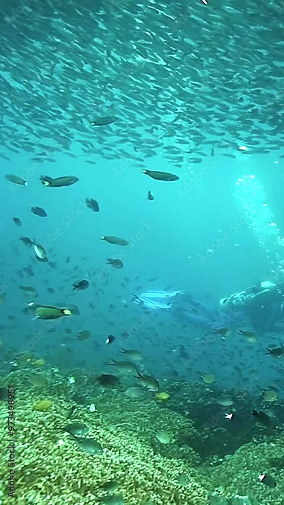A group of fish swimming in the ocean. The water is clear and blue. The fish are scattered throughout the water, with some swimming near the surface and others deeper down. The scene is peaceful