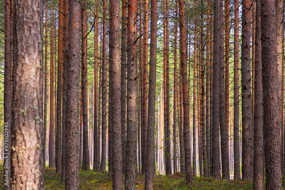 A peaceful pine forest with tall, straight tree trunks, perfect for nature lovers and forest photography. Pinus woodland. Southern Finland, Kymenlaakso, Hamina. Selective focus A peaceful pine forest with tall, straight tree trunks, perfect for nature lovers and forest photography. Pinus woodland. Southern Finland, Kymenlaakso, Hamina. Selective focus
