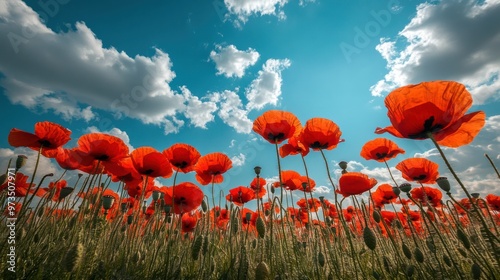 Fotografie A field of red poppies in full bloom under a bright blue sky, with soft clouds d